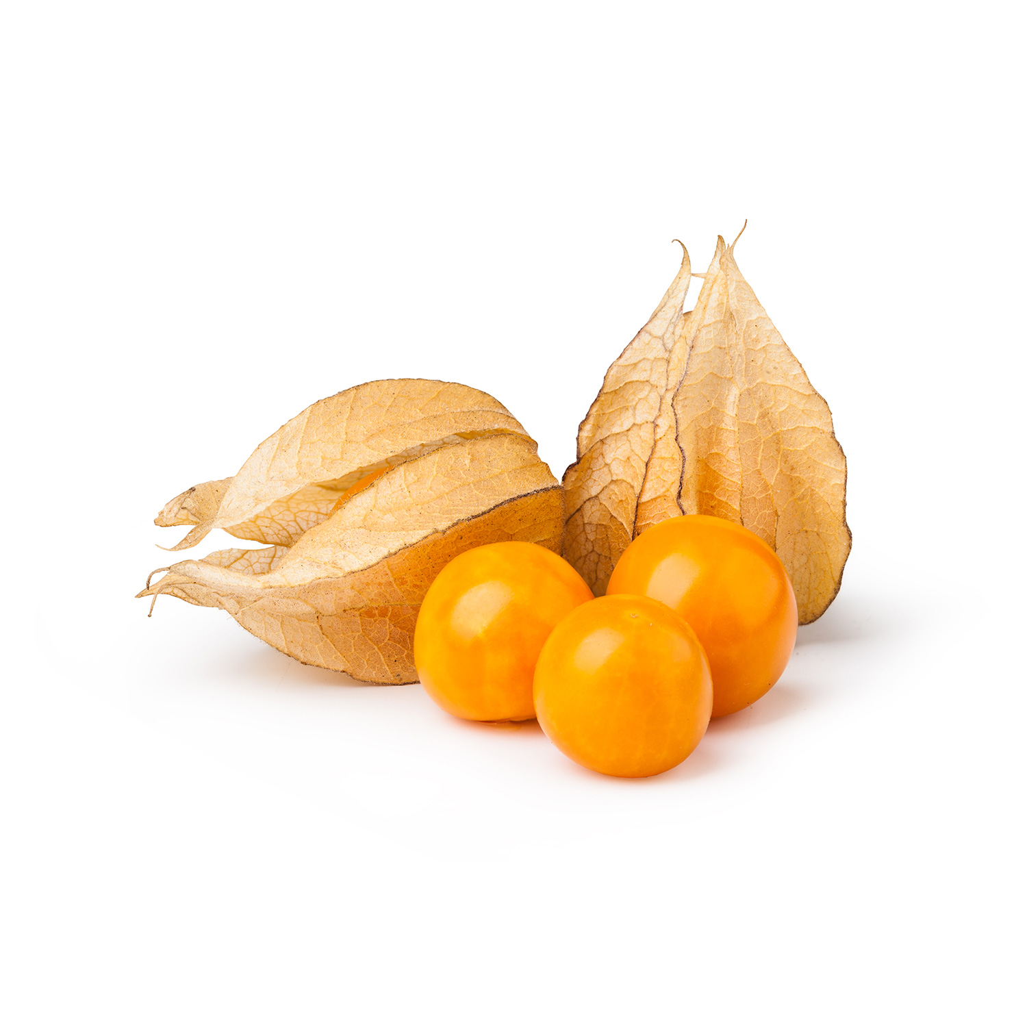 Physalis